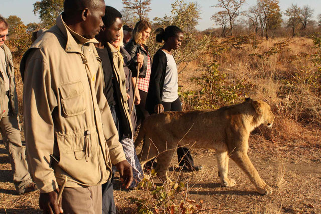 walking_with_lions3-1