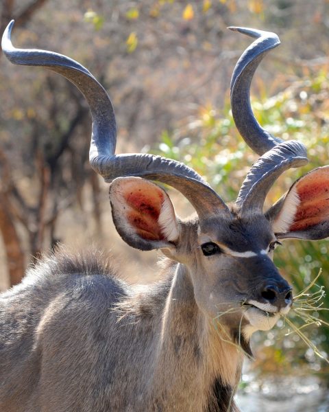 botswana-927284_1920-480x600