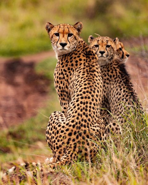 cheetahs-5689873_1920-480x600