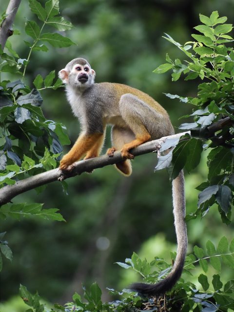 monkey-8078840_1920-480x640
