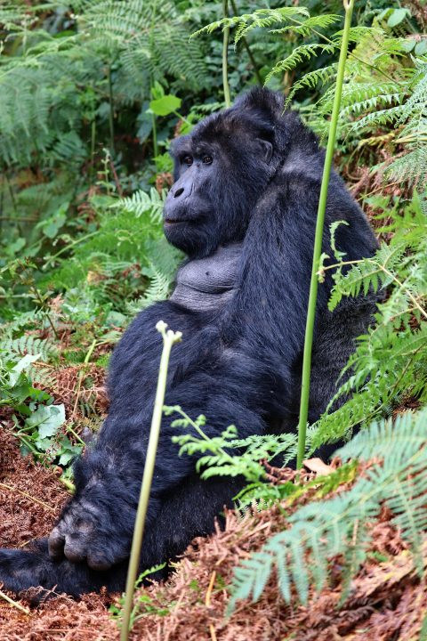 silverback-4060496_1920-480x720