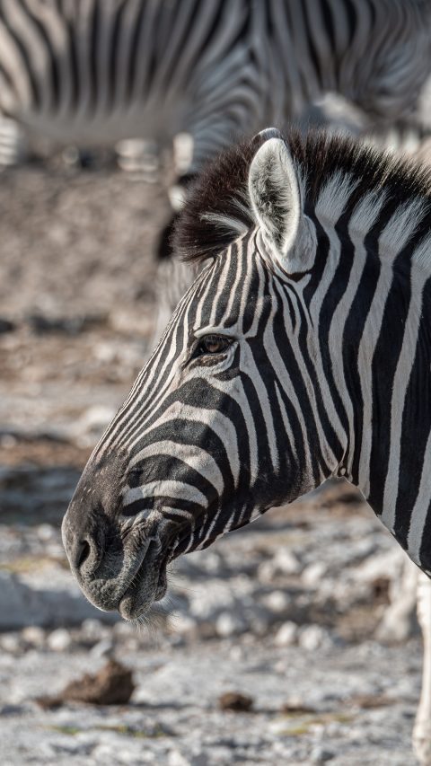 zebra-8023066_1920-480x853